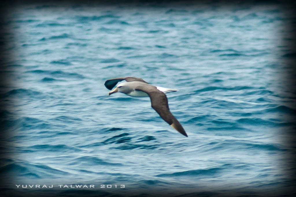 This lone albatross was peacefully skimming across the water. They flap their wings on average of once every FOUR days.