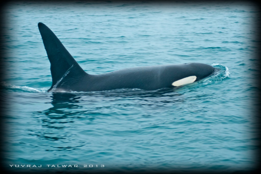 Kaikoura - DSC_3941_4