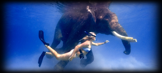 Rajan - The last of the Ocean swimming Elephants in the world.