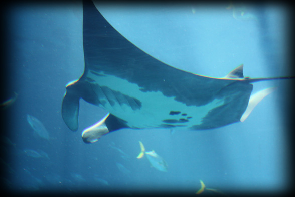 Photo - Barefoot Group