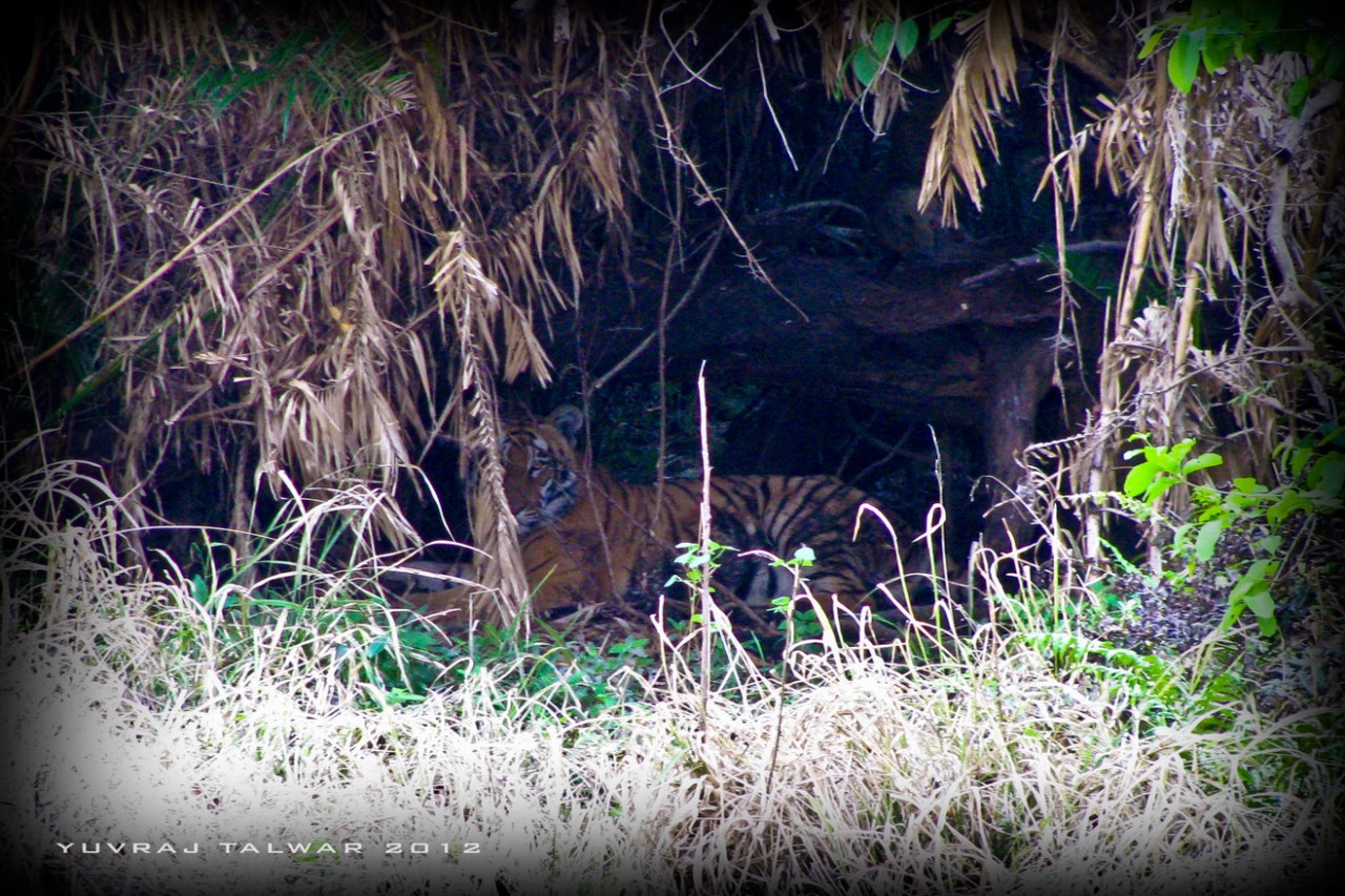 Tryst with a Tiger