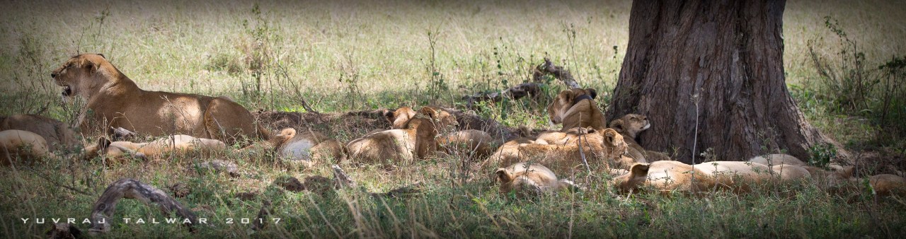 PhotoPhobia – Masai Mara, Kenya